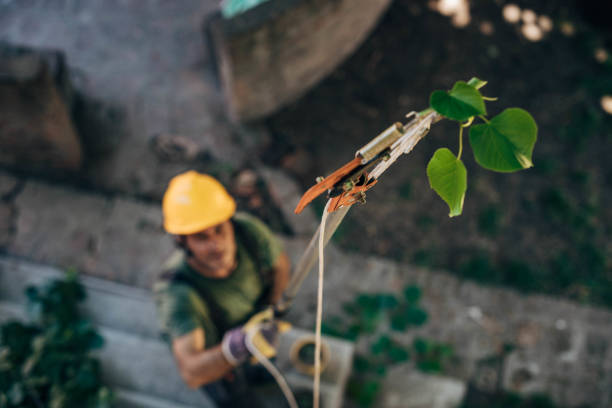 Reliable Wheeler, TX Tree Removal Solutions
